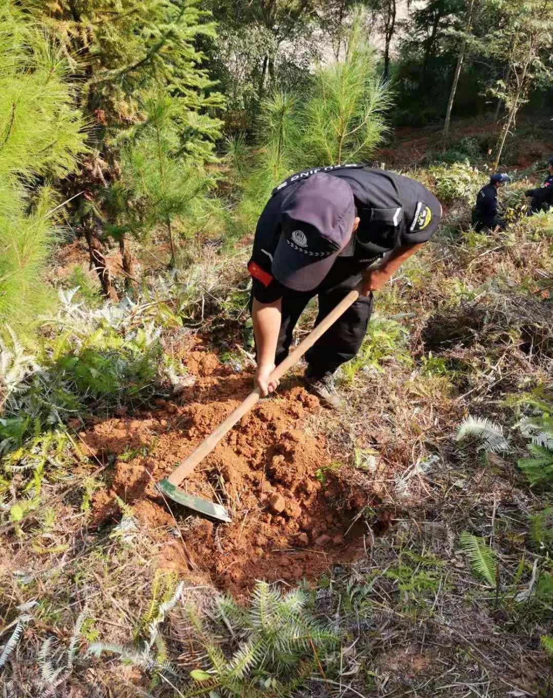 干好每一天|青山掛白我復(fù)綠，無私奉獻金森人——資源保護部義務(wù)突擊隊工作記實