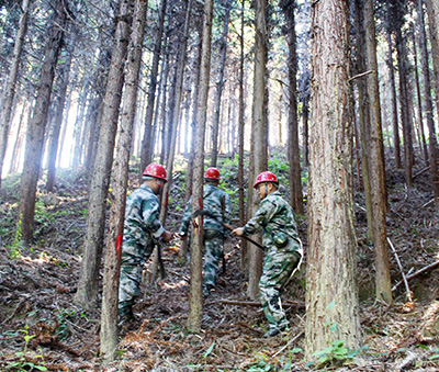 嚴(yán)把森林培育質(zhì)量關(guān)，譜寫(xiě)資源培育新篇章