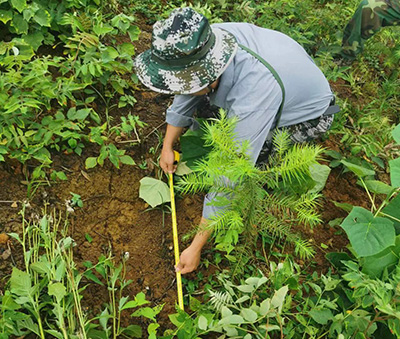 嚴(yán)把森林培育質(zhì)量關(guān)，譜寫(xiě)資源培育新篇章