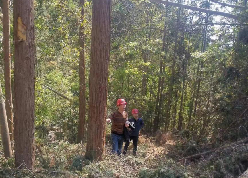 “兩節(jié)”前夕，“綠盾”行動——福建金森嚴格把關林木采伐施工